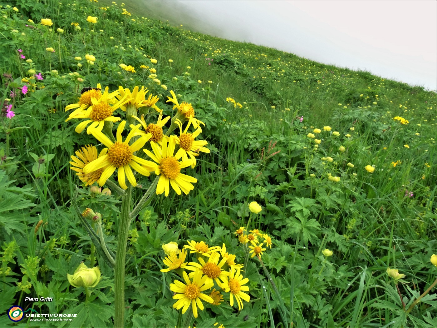 67 Jacobaea vulgaris (Senecione di S. Giacomo) con distese di Botton d'oro in fioritura.JPG